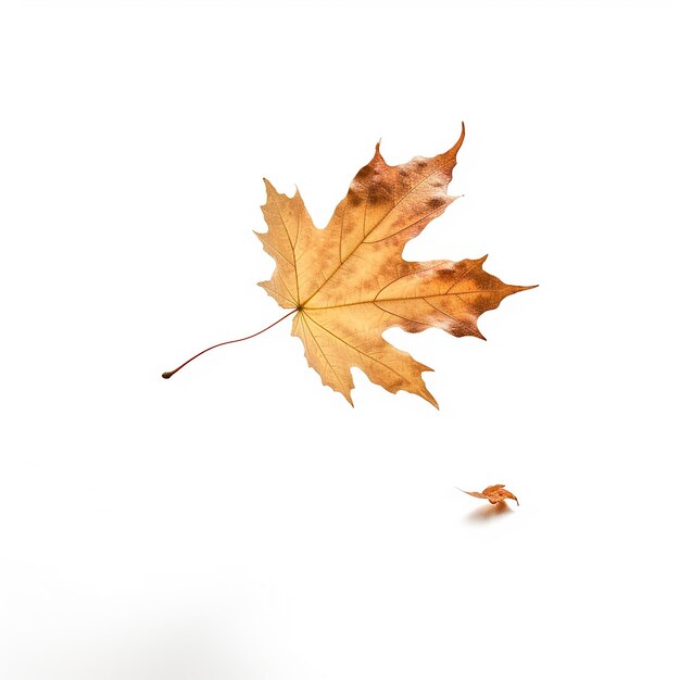 Photo maple leaf clip art with white background
