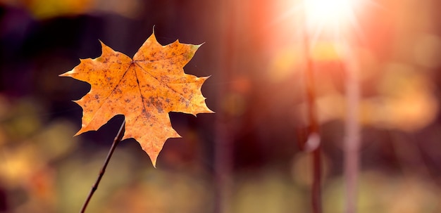 Maple leaf close up in the forest on a tree during sunset in warm autumn colors