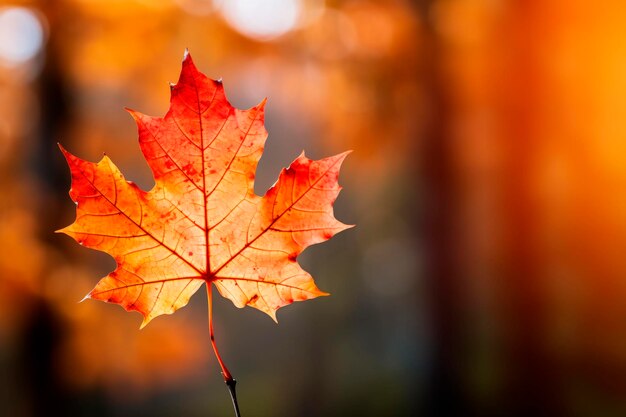 Maple leaf closeup minimalism