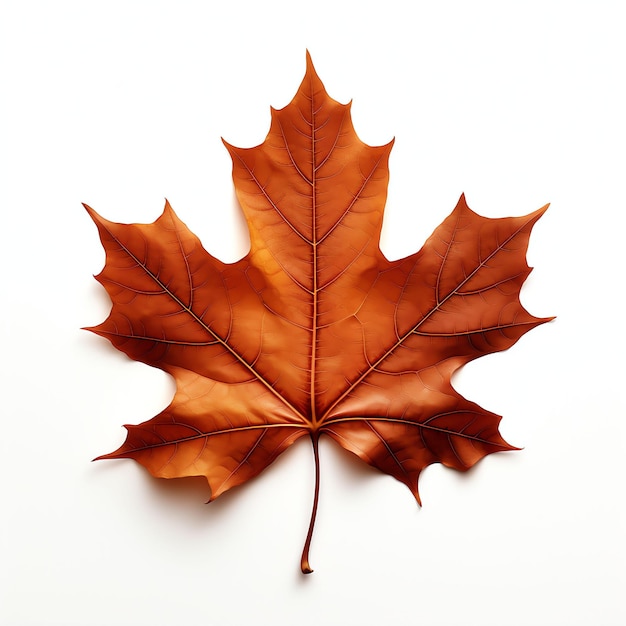Maple Leaf commercial photography with white background photo studio
