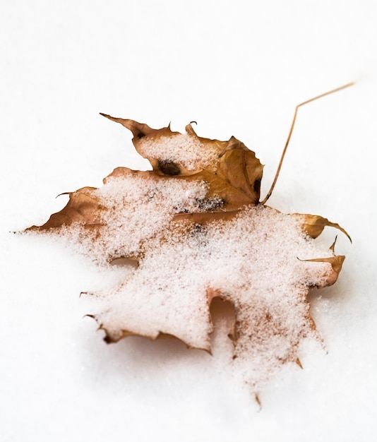 Maple Leaf Covered in Snow