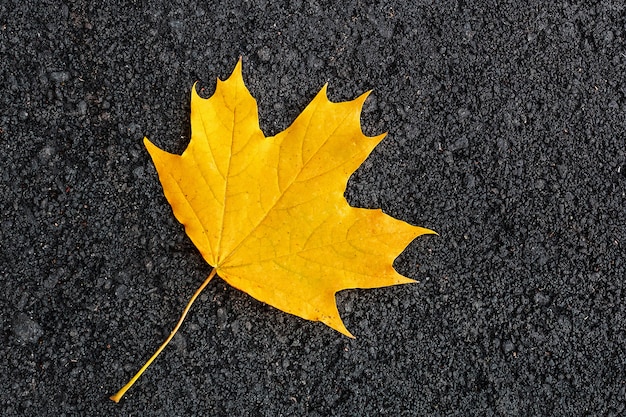 Maple leaf on a dark background