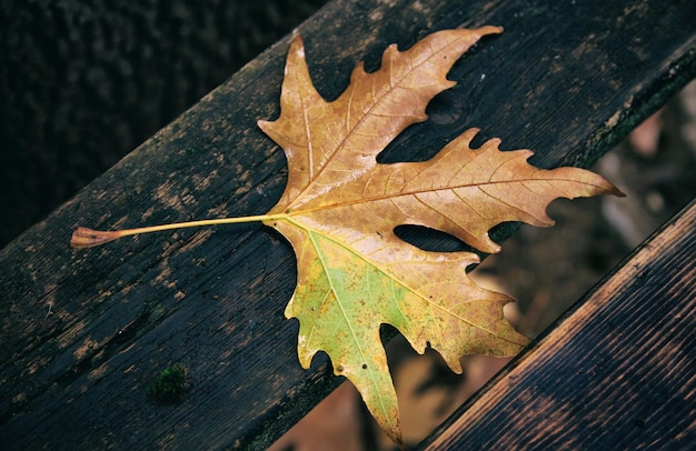 Maple leaf fallen on a wooden bench at autumn