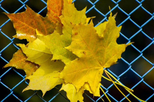 Maple leaf in the fence background