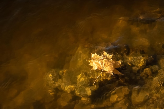 Фото Кленовый лист плавает на поверхности воды