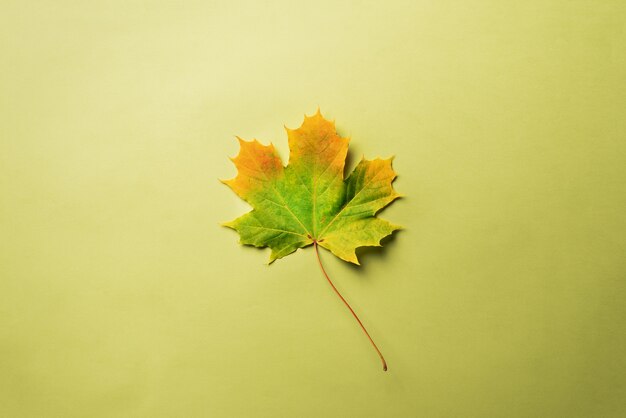 Maple leaf on green background with copy space.