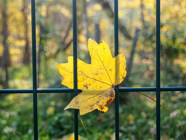 La foglia di acero sul metallo di griglia recinta la stagione di autunno ad ottobre