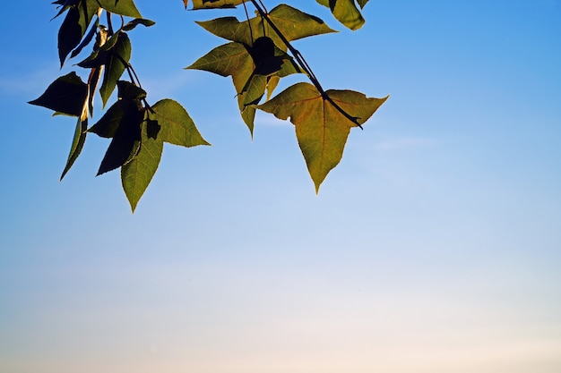 写真 夕方の青い空のカエデの葉