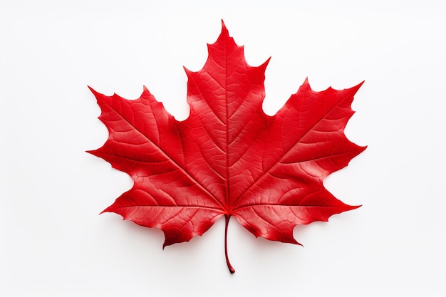 Photo a maple leaf on isloated white background