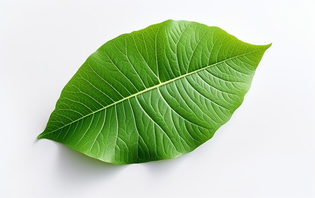 Photo maple leaf isolated on clear background