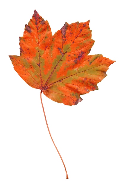 葉と白い抽象的な秋の背景に分離されたカエデの葉
