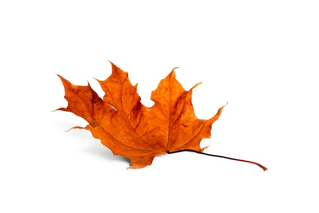 Photo maple leaf isolated on a white background. high quality photo