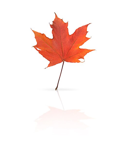 Maple leaf isolated on white background with reflection and shadow