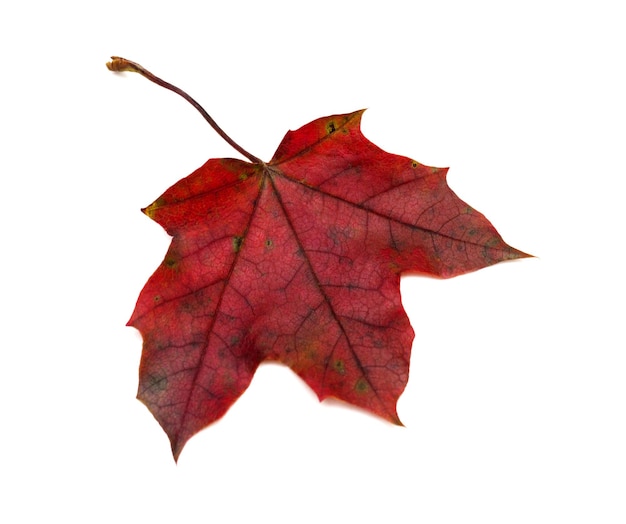 Maple leaf isolated on white background