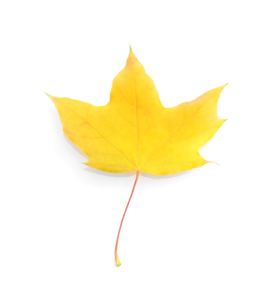 Maple leaf isolated on white