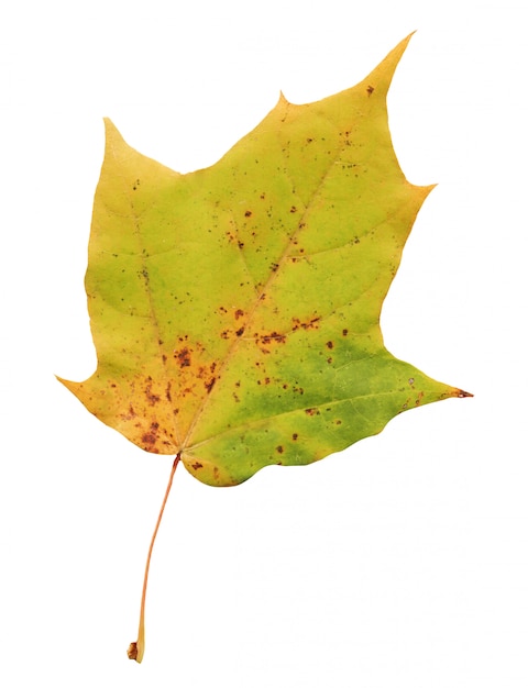 Maple leaf isolated on white.