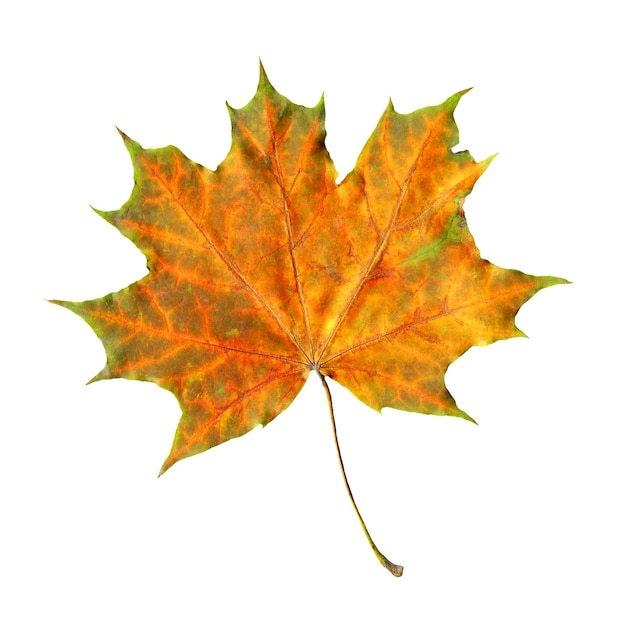 Maple leaf isolated on white