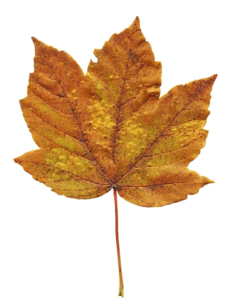 Maple leaf isolated on white