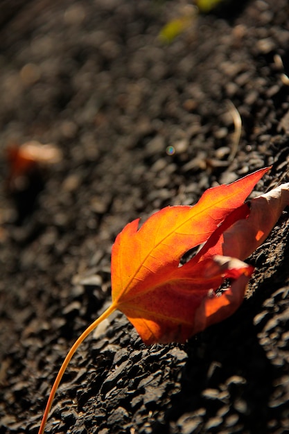 Maple leaf op de grond