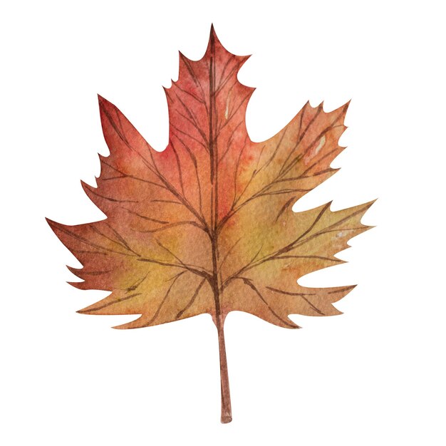 Maple leaf painted in watercolor in yellow red and orange colors Watercolor leaves hand painted illustration of floral elements isolated on a white background for decoration of seasonal cliparts