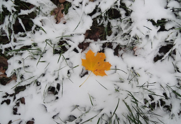 緑の草のテクスチャ背景で覆われた雪の上のカエデの葉