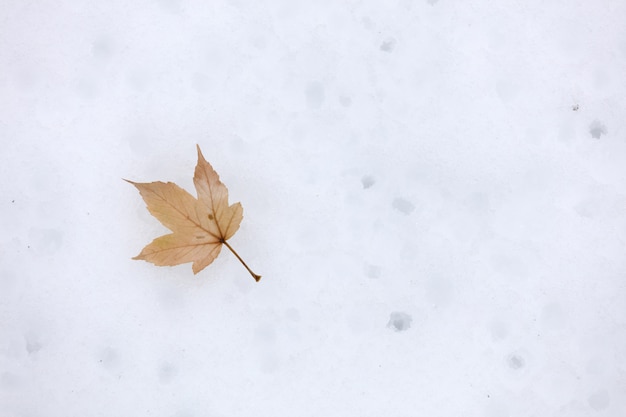 雪の上のカエデの葉