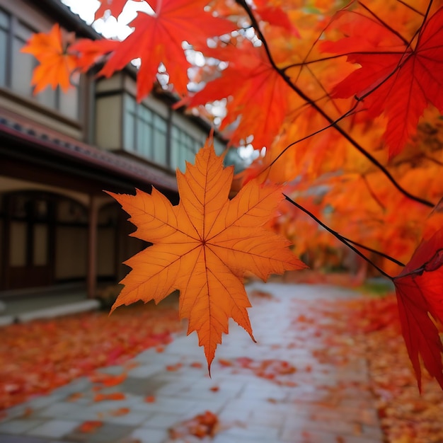 a maple leaf that is orange and red in color