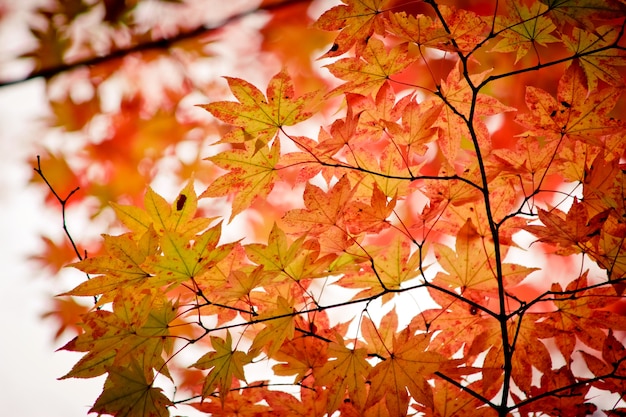 Maple leaf, tree branch in beautiful autumn