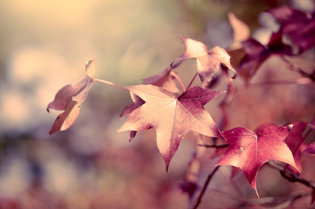 maple leaf in vintage color filter