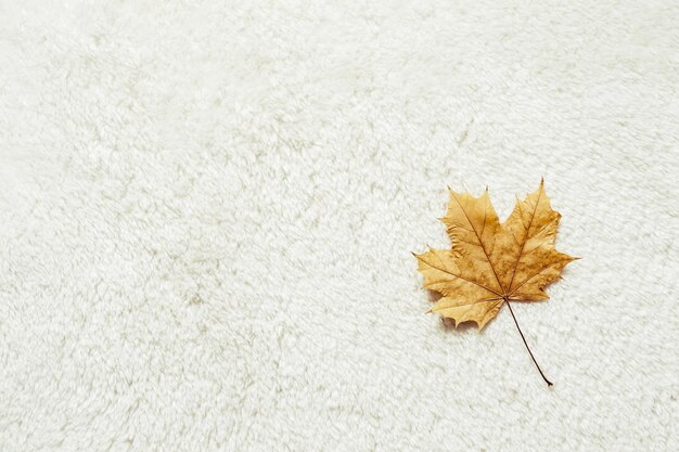 Maple leaf on white fur background Cozy Autumn Concept