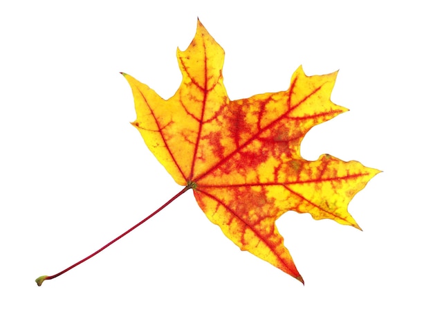 Photo a maple leaf with a red line on it