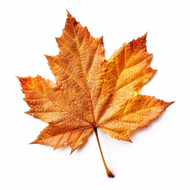 A maple leaf with the word maple on it