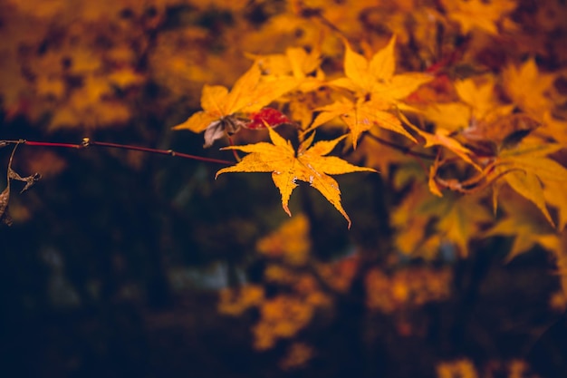 A maple leaf with the word maple on it