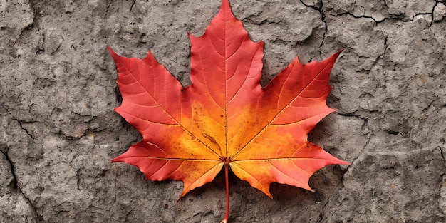 Maple leaf