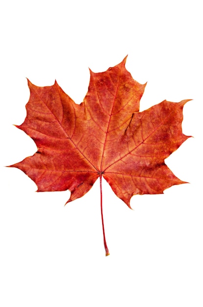 Maple leaf