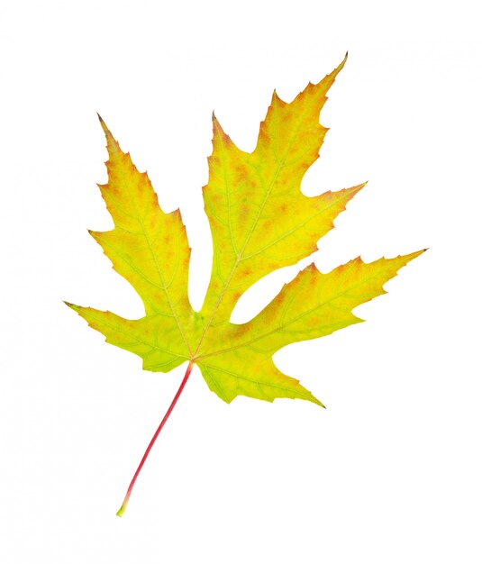 Maple leaf