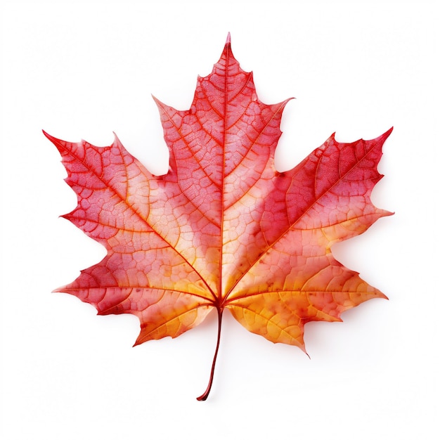 Photo maple leaf