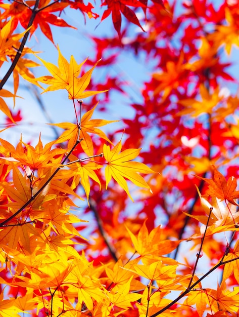 Maple leave in autumn