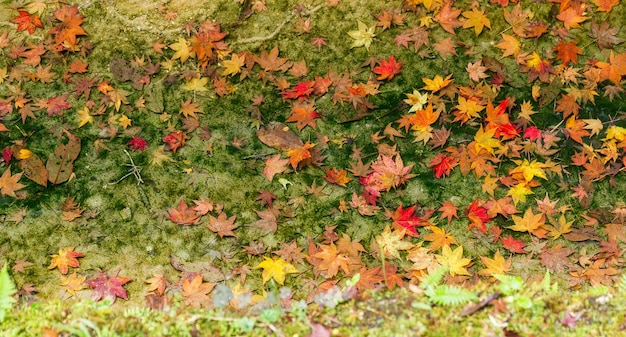 Maple leave on ground