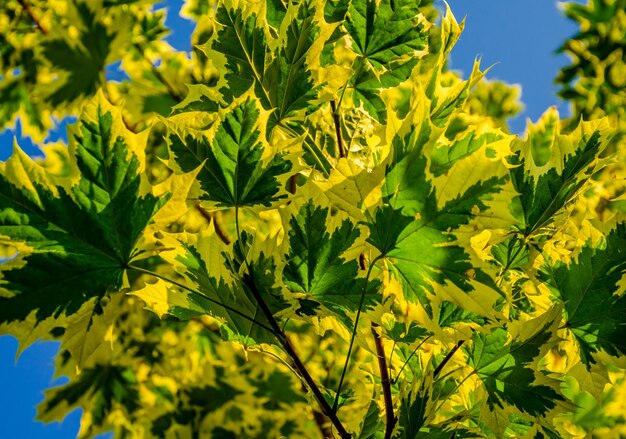 Photo maple leaves against a blue sky