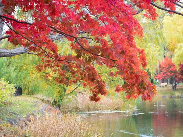 Foto le foglie di acero stanno diventando rosse brillanti in giardino