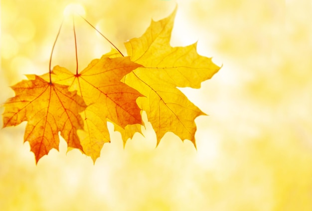 Maple leaves are yellow on a blurry background