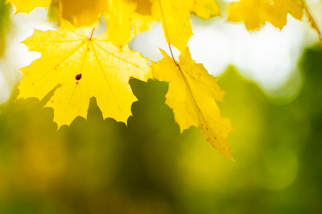 Maple leaves in autumn forest. tree branch with autumn leaves. yellowed maple leaves on a blurred background