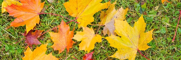 Maple leaves during autumn in grass