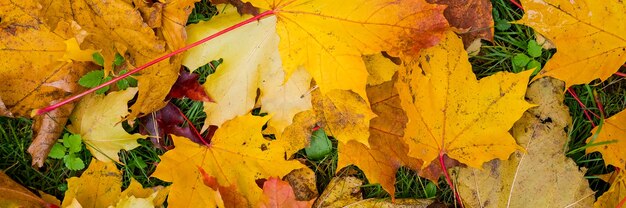 Maple leaves during autumn in grass