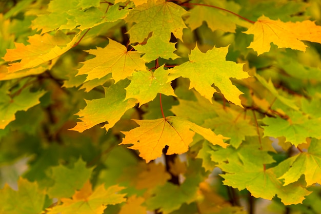 Foglie d'acero in autunno. acero nei colori autunnali