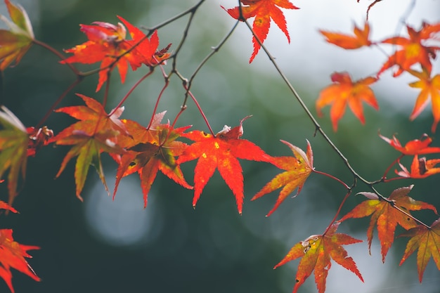 Maple leaves in autumn season