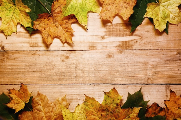 Foglie di acero in autunno su un legno