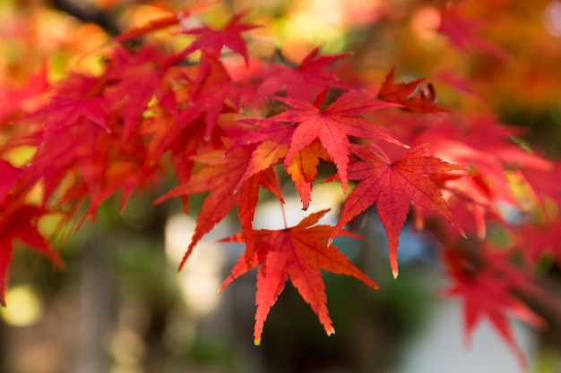 Maple leaves in autumn