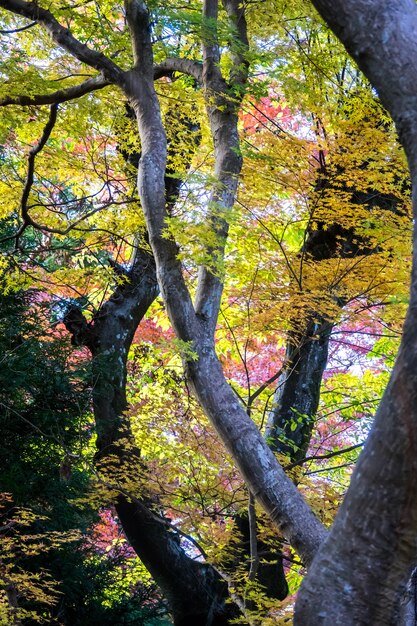 秋の紅葉